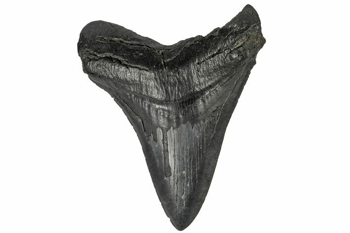 Fossil Megalodon Tooth - South Carolina #165410